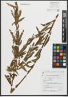 Foto von Salix purpurea L. x Salix viminalis L.